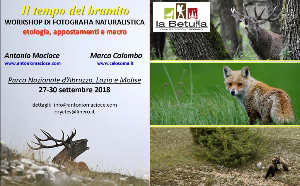 workshop di fotografia e osservazione mammiferi, Abruzzo